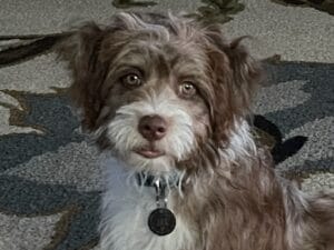 Our Aussiedoodle Forever Grateful