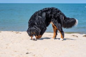 Bernese Mountain Dog at the Beach