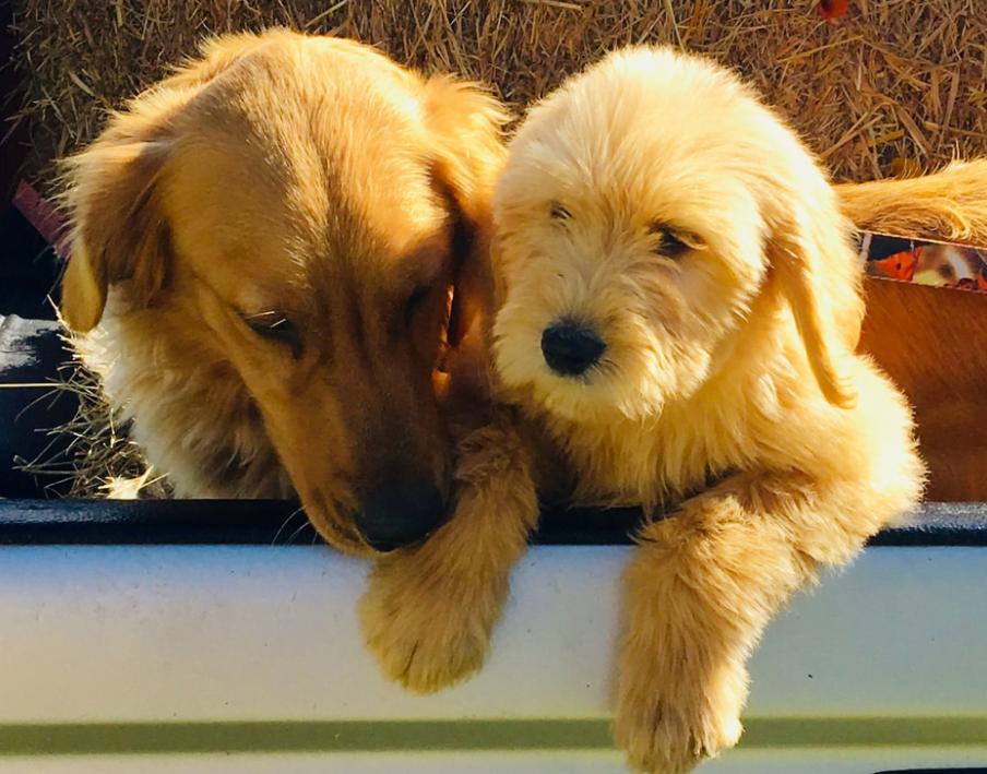 Goldendoodle Puppy with Parent