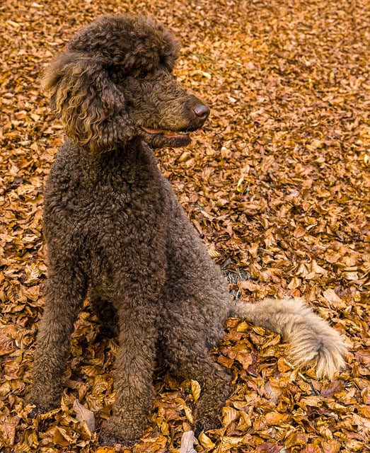Poodle sitting among fallen leaves a common danger for dogs
