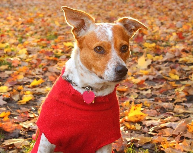 Sweater mothballs pose a fall danger for your dog