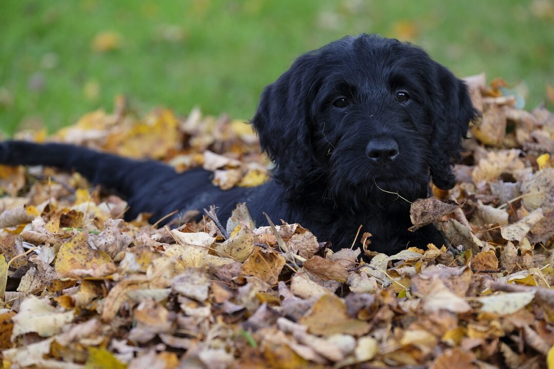Black labradoodle sitting in pile of leaves a common fall danger for your dog