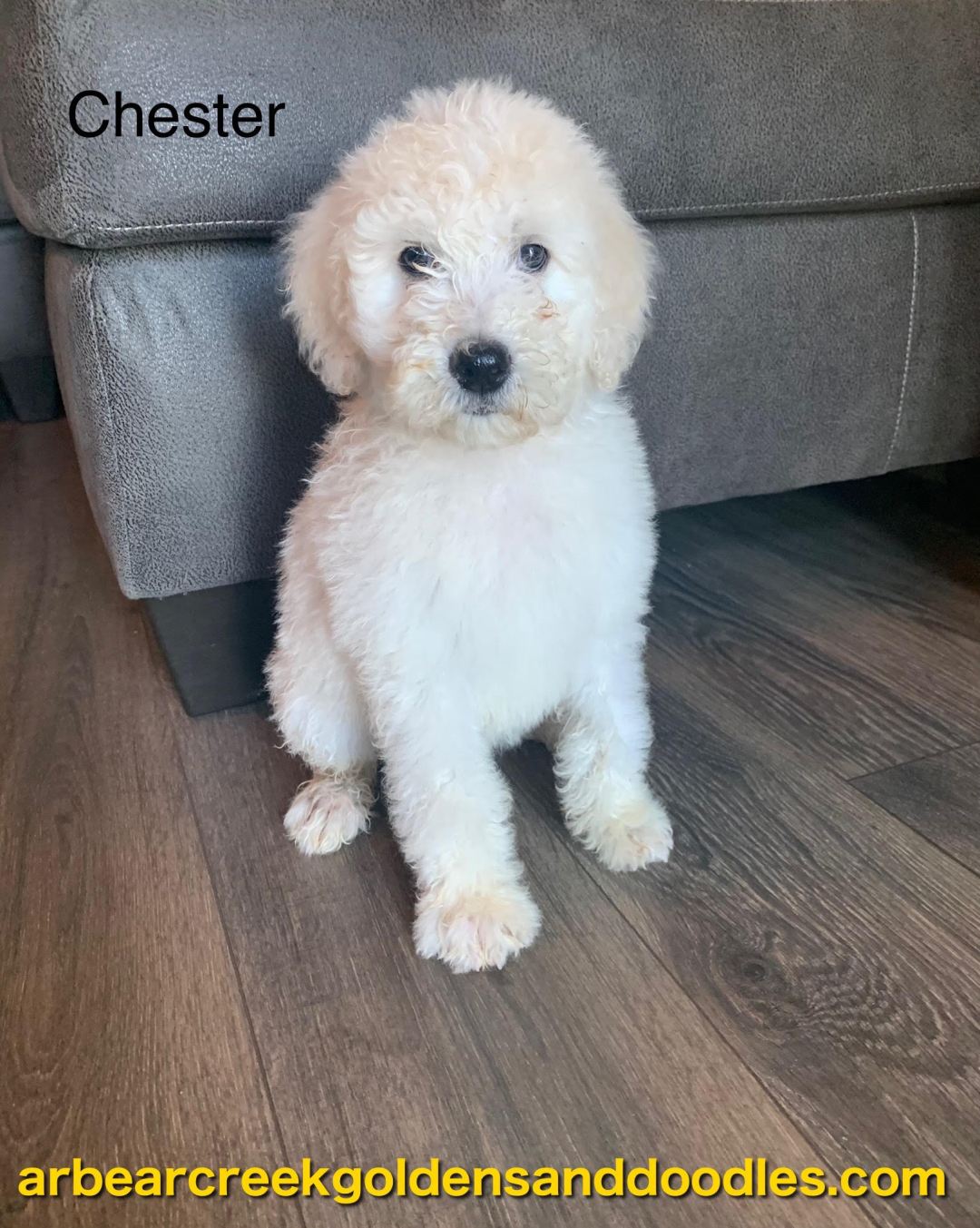 Cream/White Labradoodle Puppy named Chester
