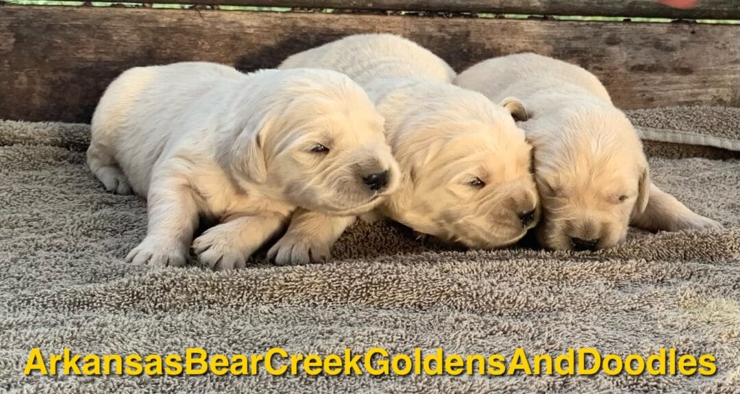 Golden Retriever Puppies English Cream