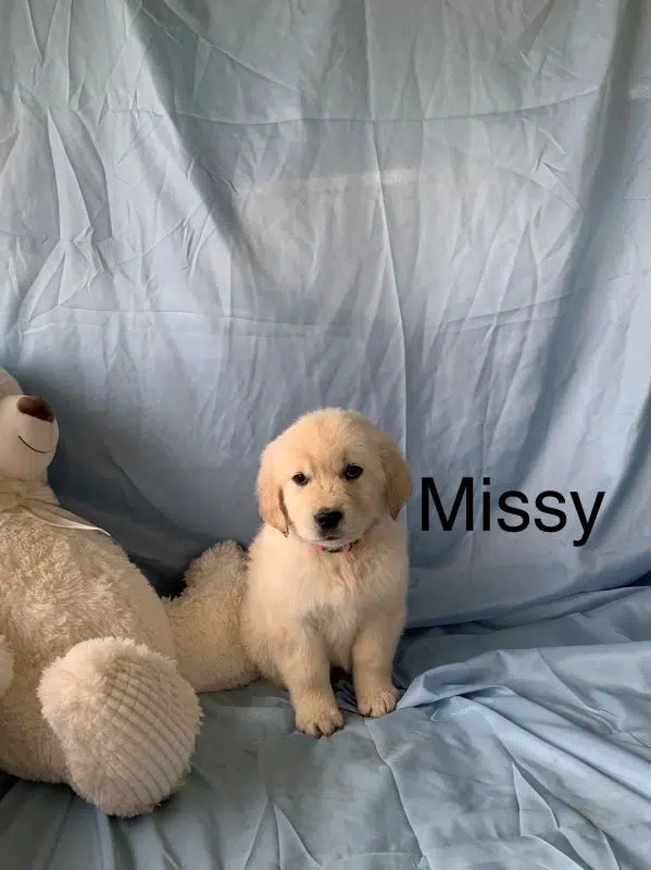 Missy, a Female English Cream Golden Retriever Puppy