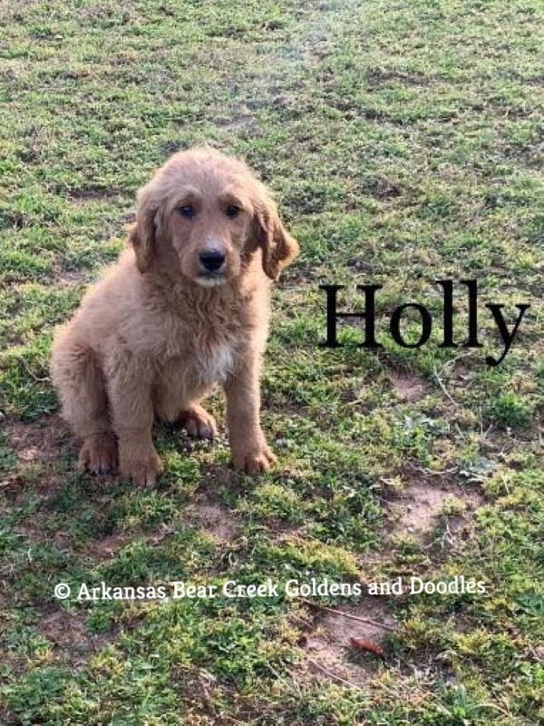 Arkansas Puppies: Goldendoodles, Golden Retriever, and mini doodles