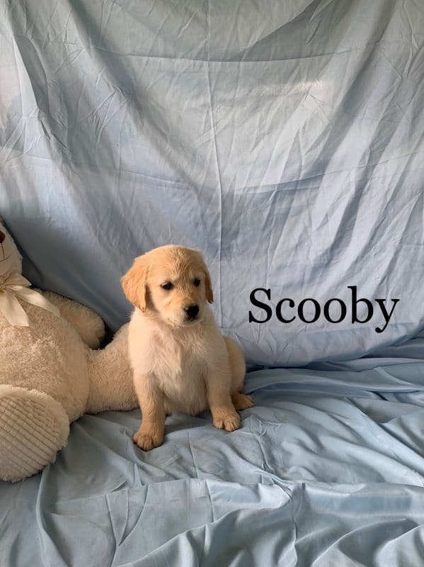 Scooby is a Male Golden Retriever Puppy