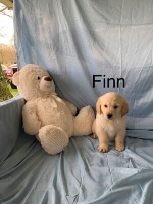 Finn, a Male English Cream Golden Retriever Puppy