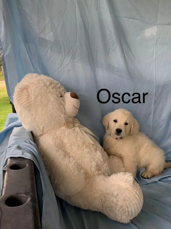 Oscar, a Male English Cream Golden Retriever Puppy