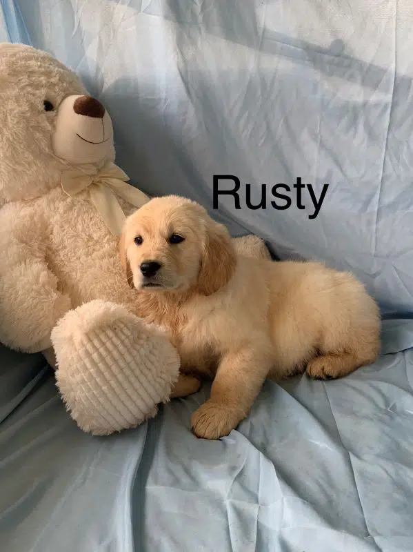 Rusty, a Male English Cream Golden Retriever Puppy