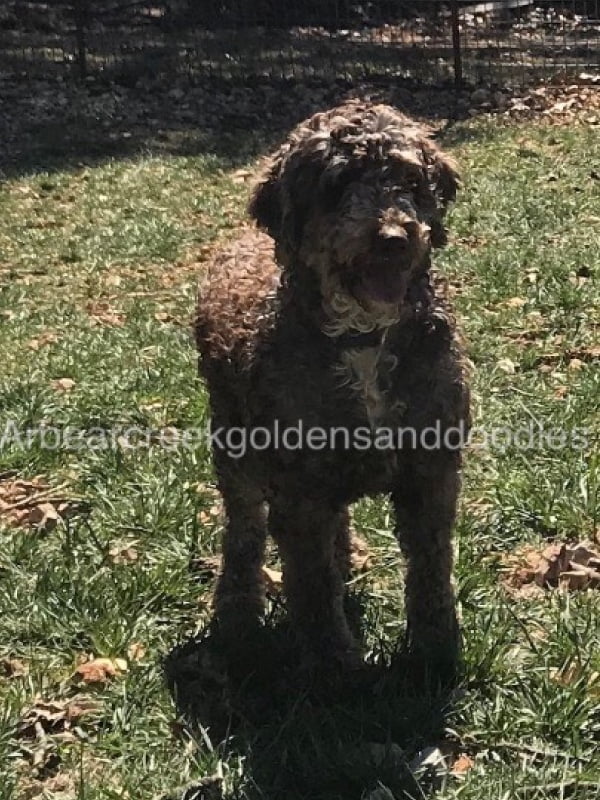 Annabelle, the mother of the F1b Labradoodles