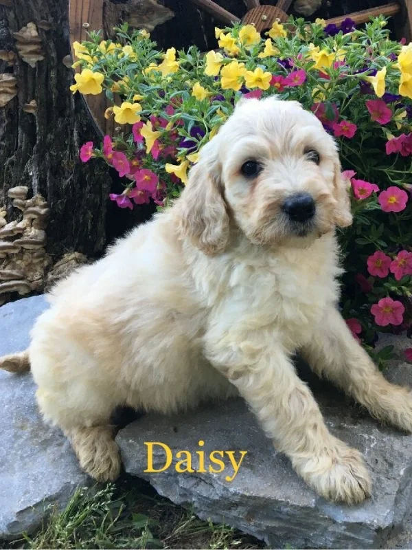 Daisy, a female F1b Labradoodle sitting in front of blooming flowers