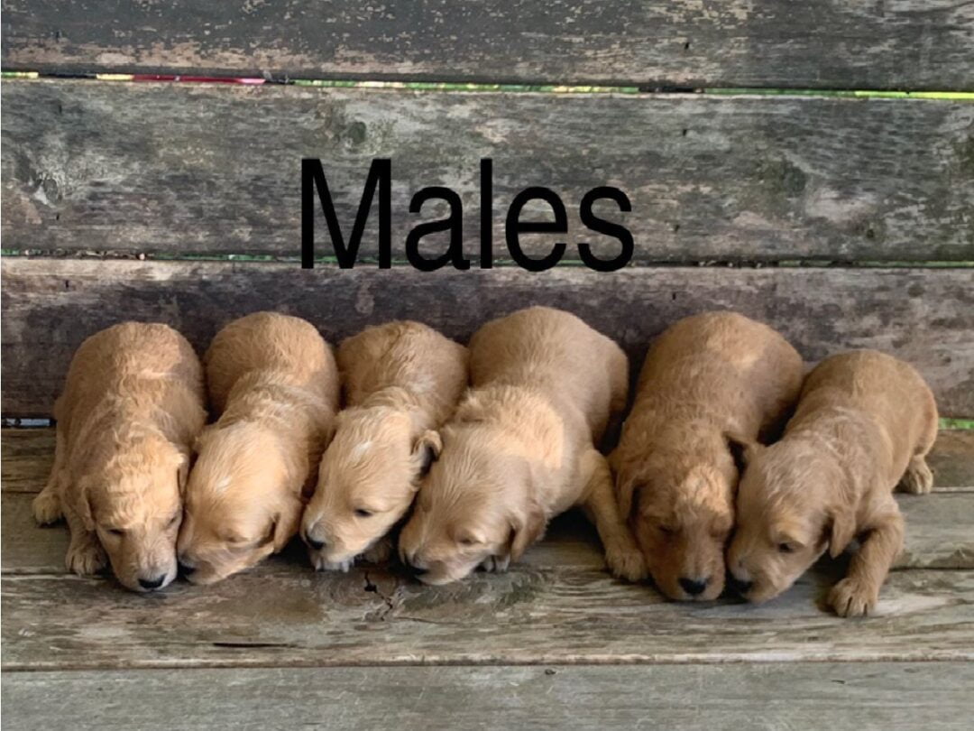 Six Male F1b Goldendoodle Puppies