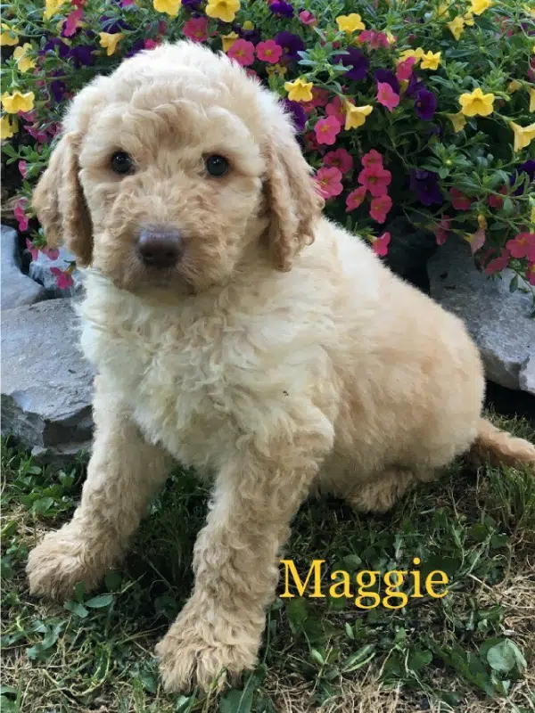 Maggie, a female F1b Labradoodle puppy sitting in front of blooming flowers