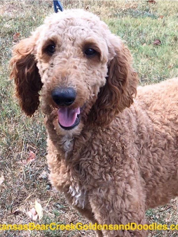 Sisco, a Goldendoodle Sire standing looking into the camera