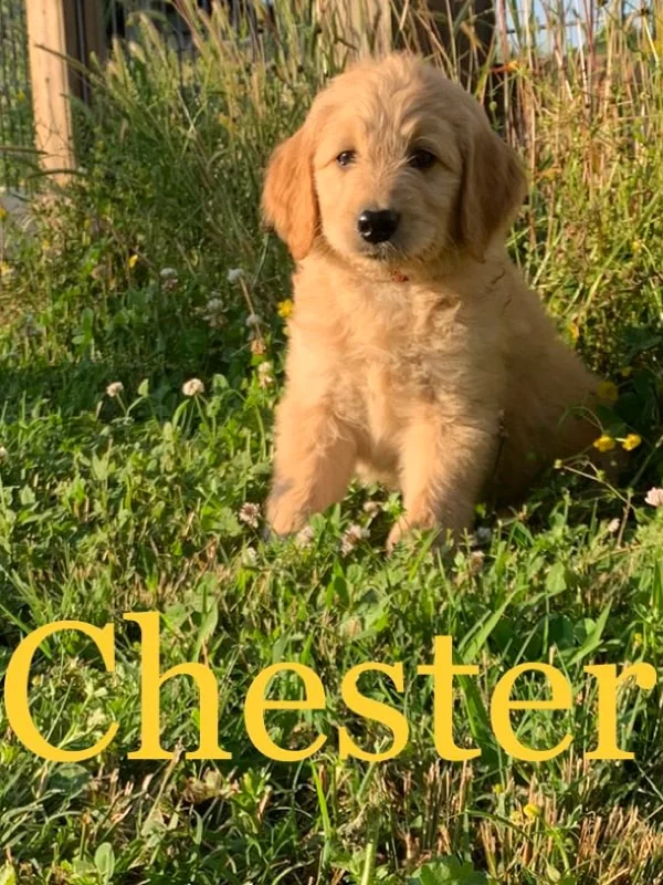 A male Goldendoodle Puppy