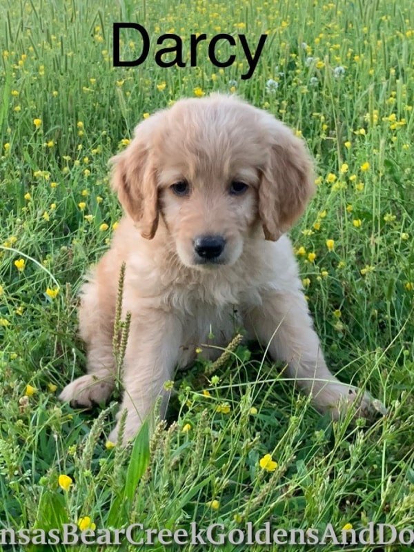 SOLD-F1 Darcy March 23 - Arkansas Bear Creek Goldens and Doodles