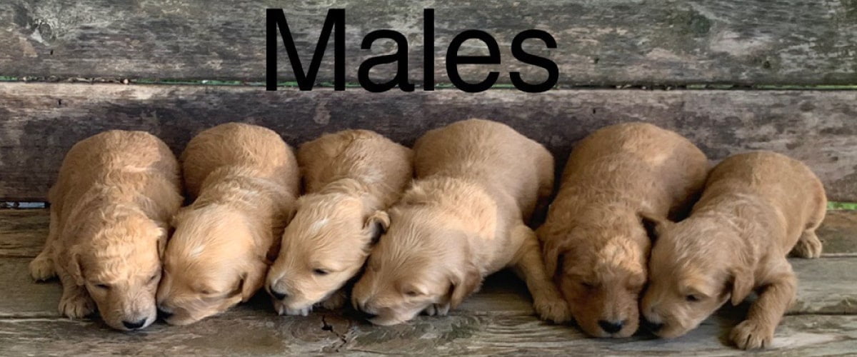 Six Male Goldendoodle Puppies