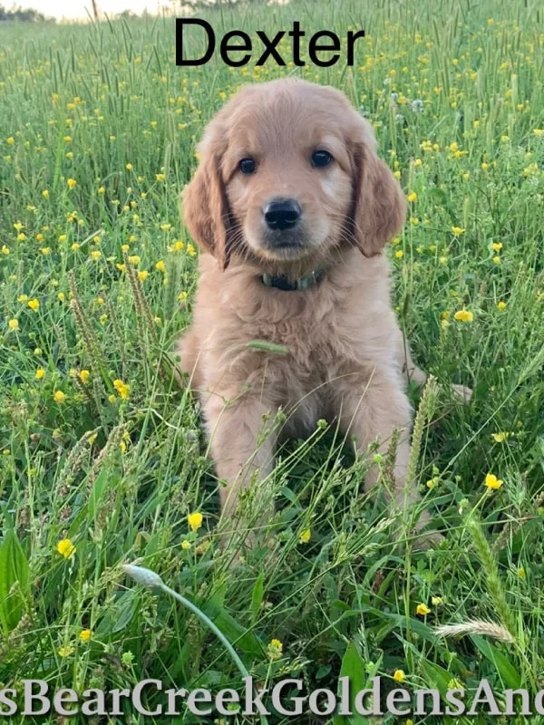 Male Goldendoodle Puppy