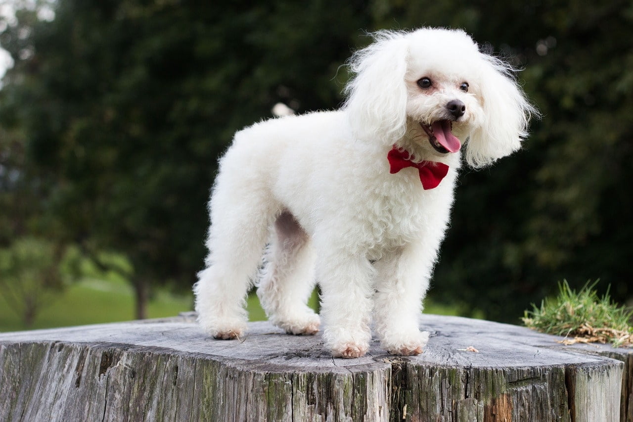 Small White Poodle Wearing a Red Bowtie
