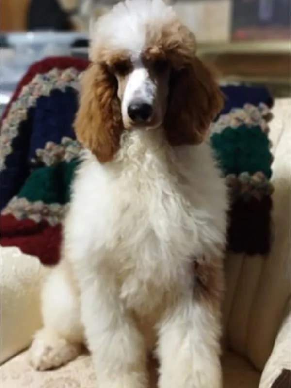 Sire a Brown and White Poodle Sitting Down