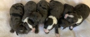 6 Male Mini Aussiedoodle Puppies