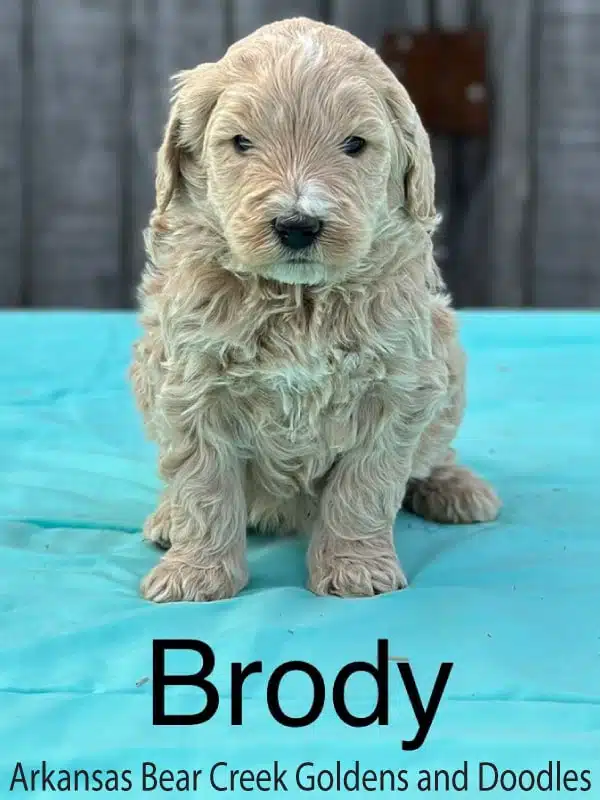 F1b Standard Goldendoodle Puppy Sitting on an Aqua Blanket