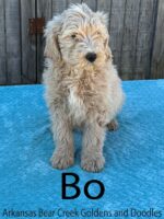 Bo is a Standard F1b Goldendoodle Male Puppy