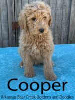 Cooper is a Standard, F1b Goldendoodle Male