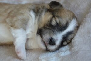 Small Puppy Sleeping on a White Blanket