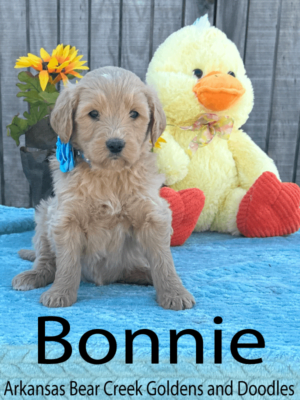 Bonnie, F1 Goldendoodle Female Puppy Sitting one Blue Blanket