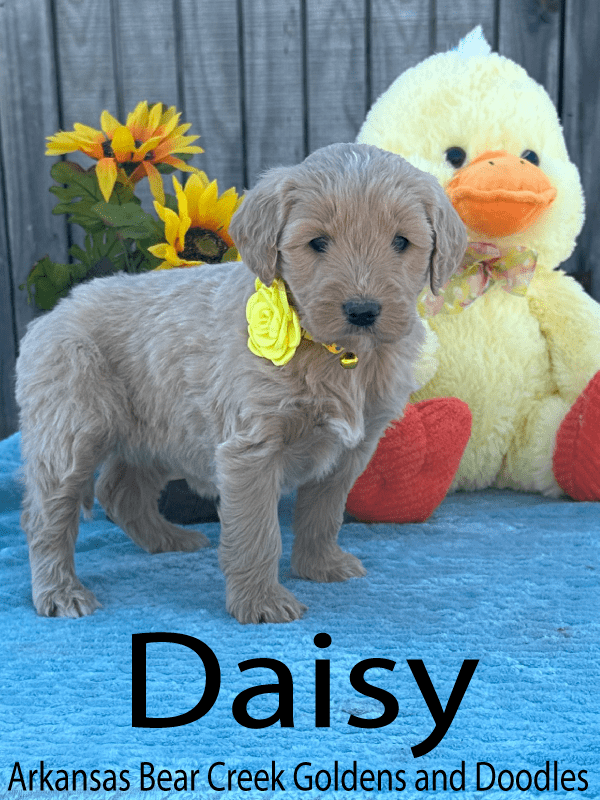 Daisy, a female, F1 Goldendoodle Puppy Standing on a blue blanket next to a stuffed yellow duck toy