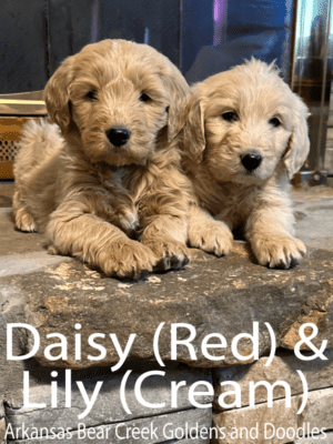 Female F1 Goldendoodles, Daisy and Lily, Laying Next to a Fireplace
