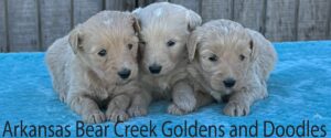 Female F1 Standard Goldendoodles Laying on a Blue Blanket