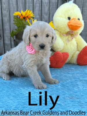 Lily, a female F1 Goldendoodle Puppy Sitting on a Blue Blanket next to a Yellow Stuffed Duck
