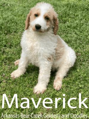 Brown and White male, F1b Goldendoodle Puppy Sitting on Green Grass