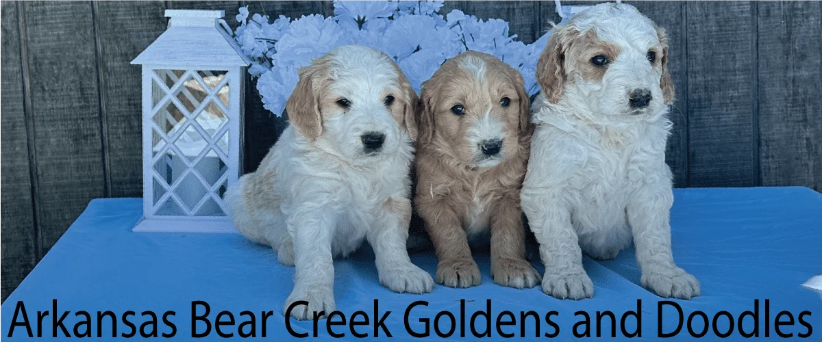 3 Male F1b Goldendoodle Puppies Born on March 17, 2023