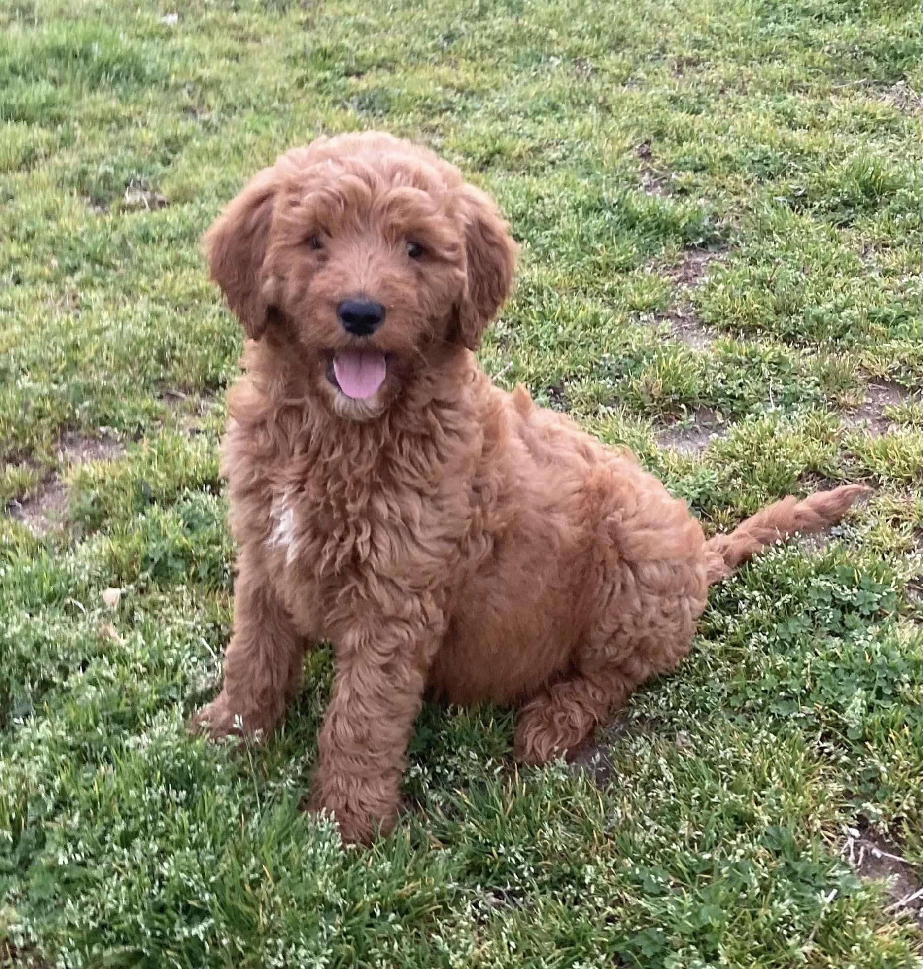 A Goldendoodle Puppy sitting on the green grass
