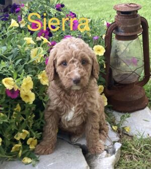 Goldendoodle Puppy Sitting by Yellow and Purple Flowers