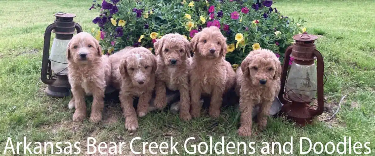 Male Goldendoodle Litter Sitting by Yellow and Purple Flowers