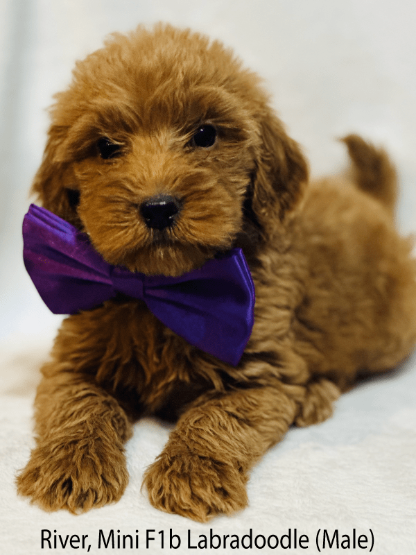 Male Mini Labradoodle Puppy, River, wearing a purple bow