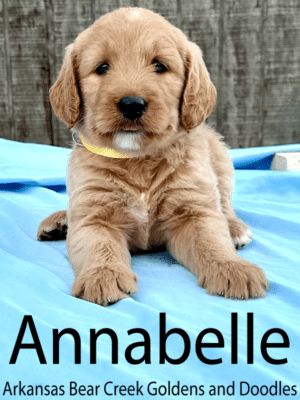 Annabelle, a light red and white female goldendoodle sitting on a blue blanket