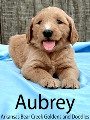 Aubrey, light red and white female goldendoodle sitting on a blue blanket in Arkansas
