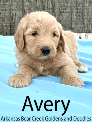 Avery, An F1 Goldendoodle Female Puppy Laying Down on a Blue Blanket