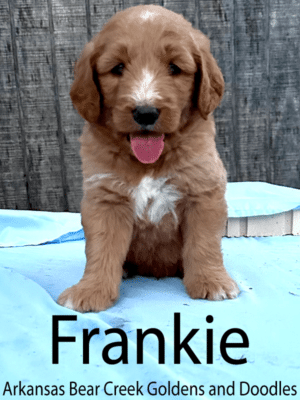 Frankie, a dark red and white male Goldendoodle sitting on a blue blanket in Arkansas