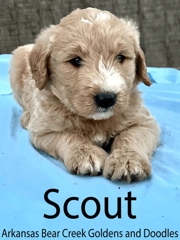 Scout, cream color Goldendoodle puppy laying on a blue blanket