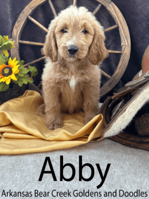 F1 Female Goldendoodle puppy sitting on a gold blanket