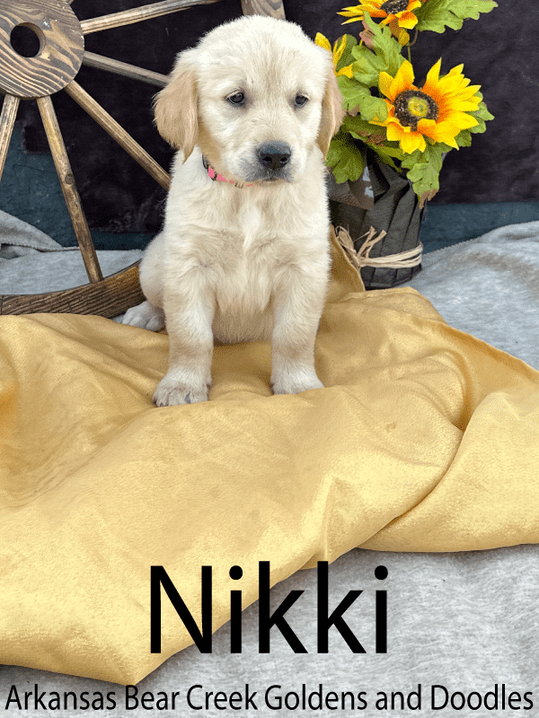 Available Female Golden Retriever Puppy in Arkansas sitting on a gold blanket.