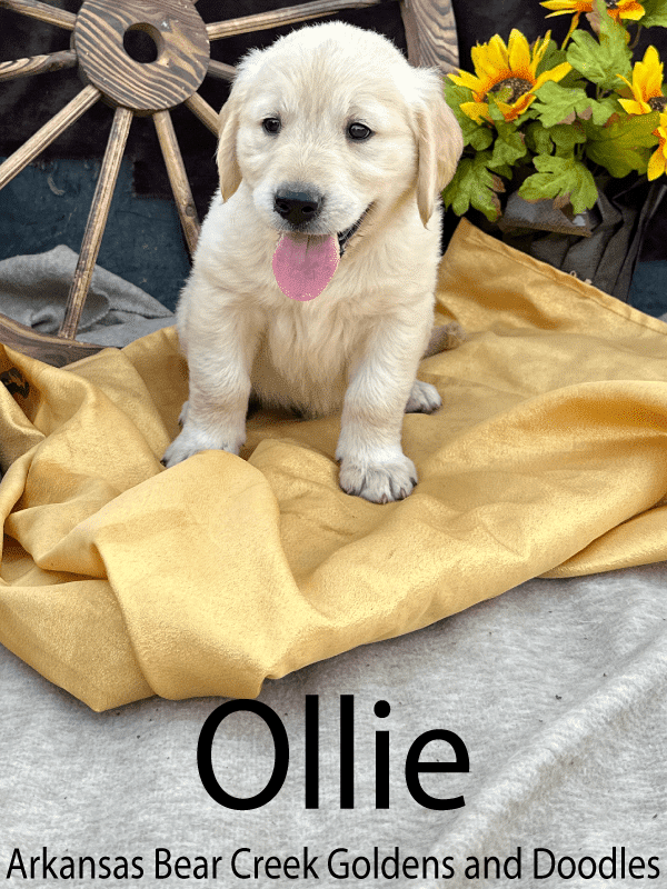 Golden Retriever Puppy available in Arkansas sitting on gold blanket