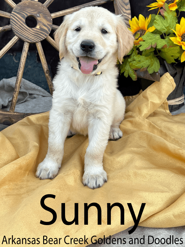 Available English Cream puppy in Arkansas sitting on a gold blanket